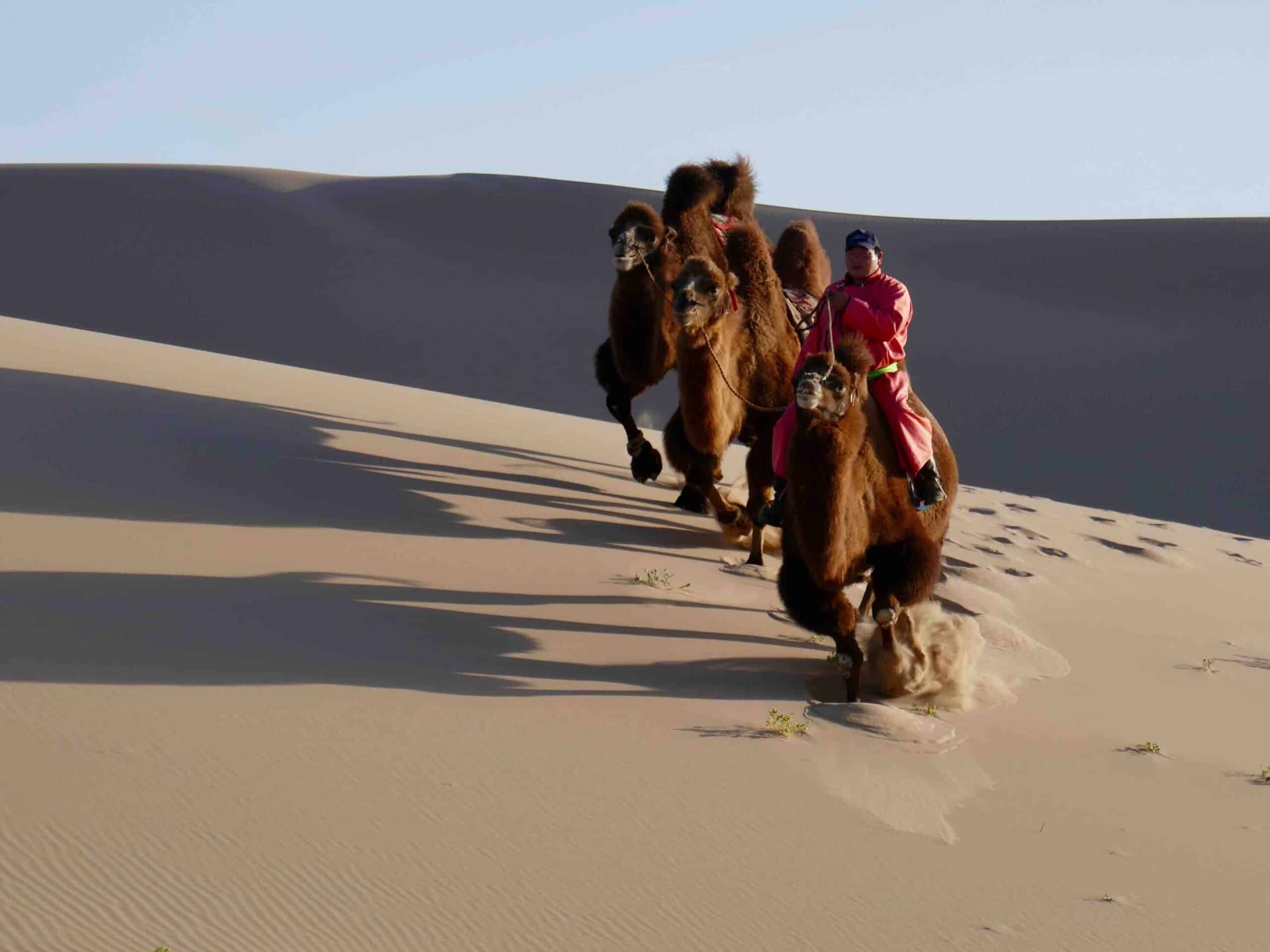 Una imagen de los paseos en camello por las dunas de Khongor durante la puesta de sol