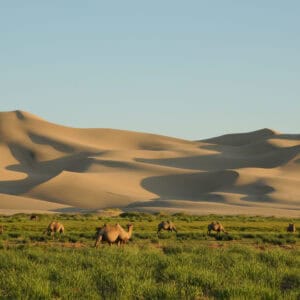 Khongor Sand Dunes on Mongolia Self Drive Tour