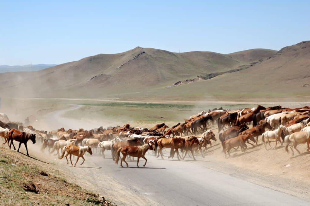 A group of wild horses in Mongolia crossing a dirt road