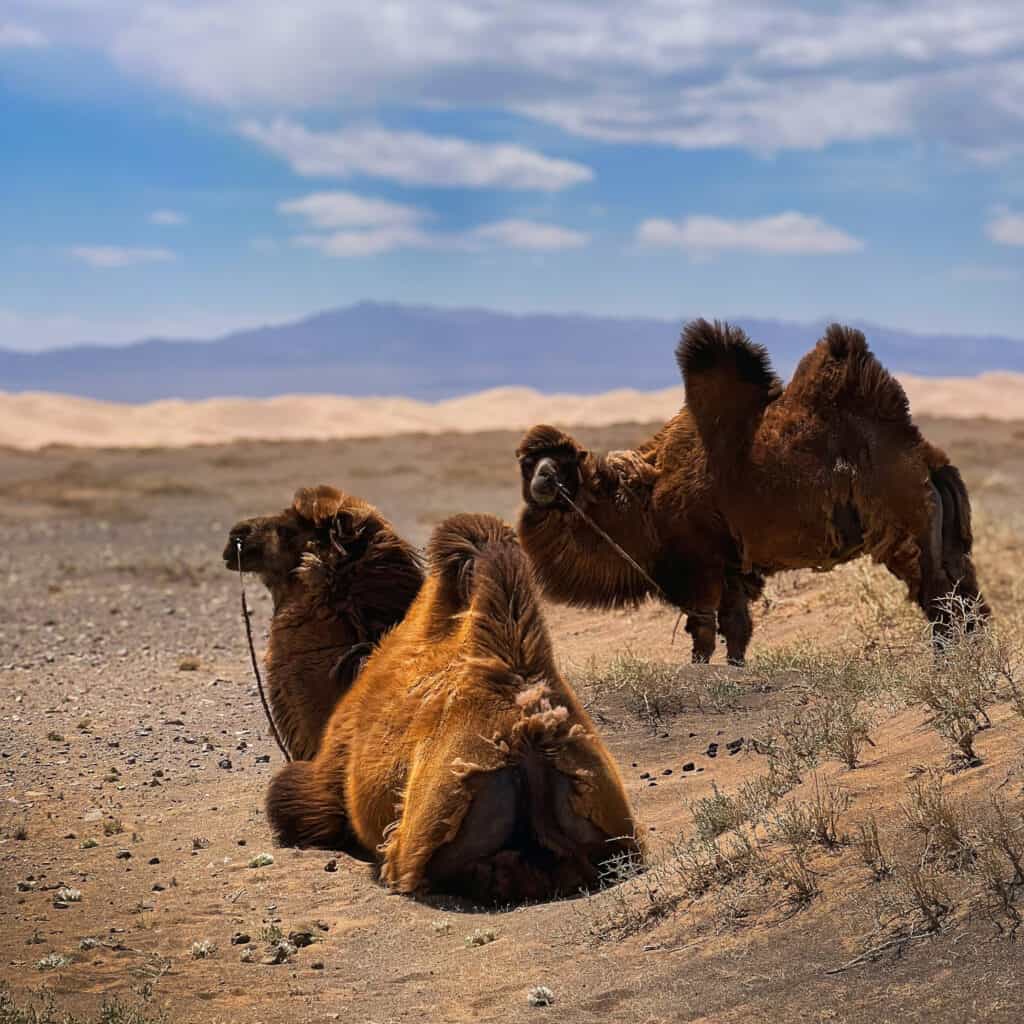 Il deserto del Gobi Un viaggio tra misticismo e vastità