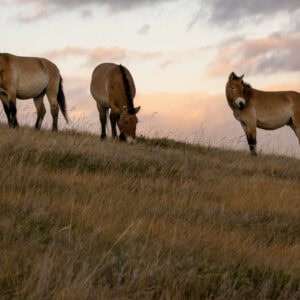 A group of wild Mongolia horses in Khustai Nuruu National Park graze on some grass with the sun setting in the background