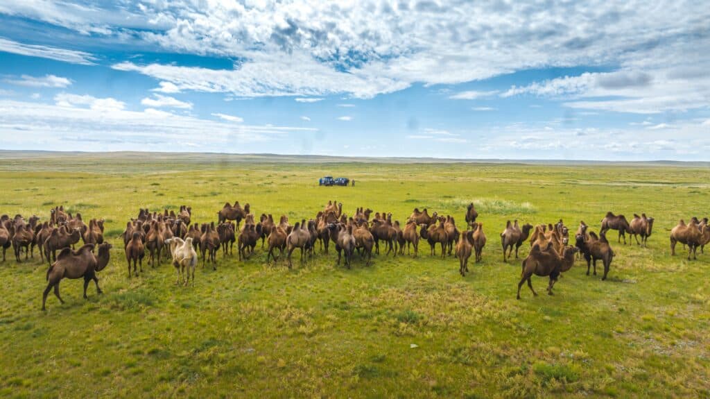 신선한 비가 내린 후 푸른 고비 사막의 낙타들