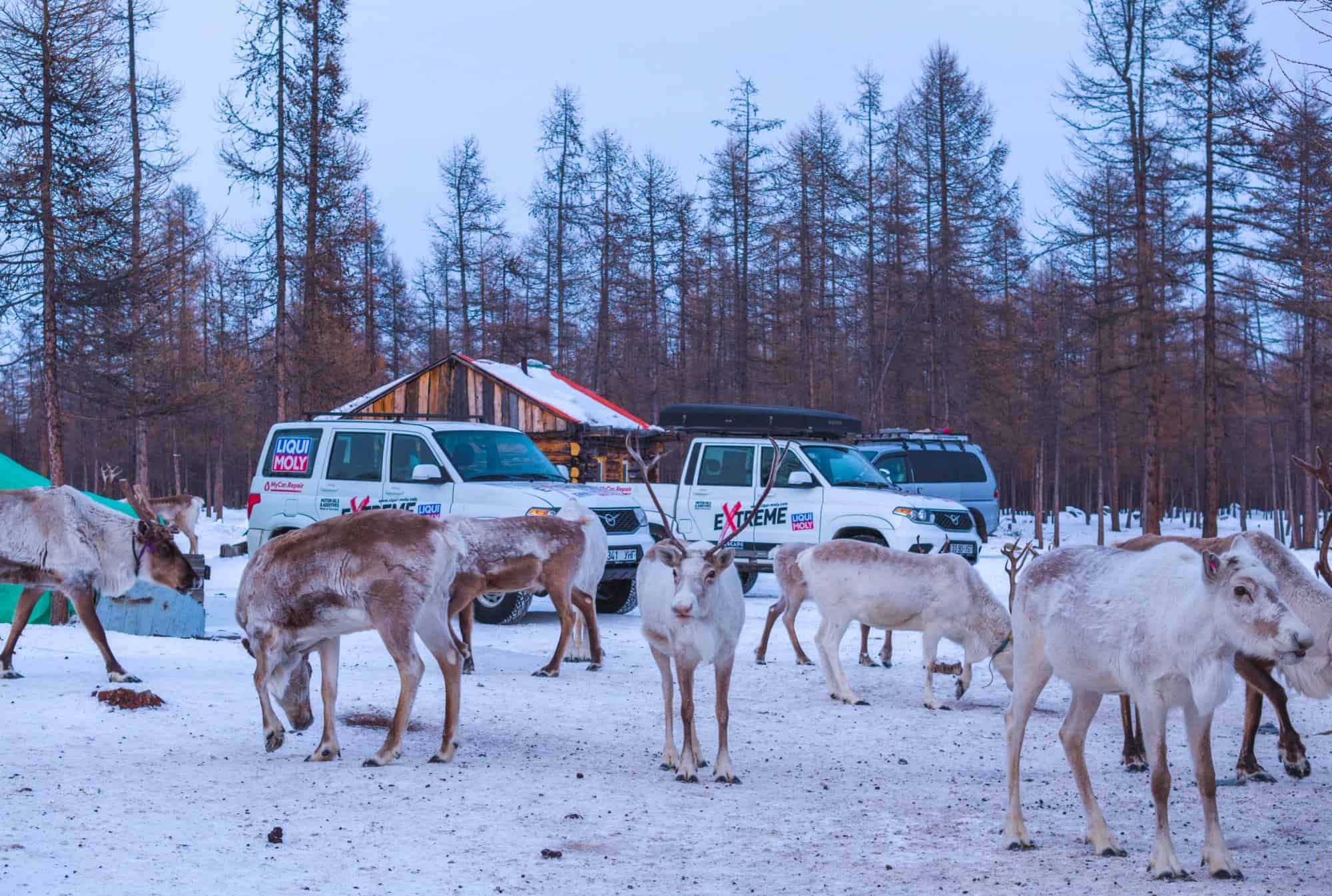 eine Rentierherde vor einer Wintertour durch die Mongolei