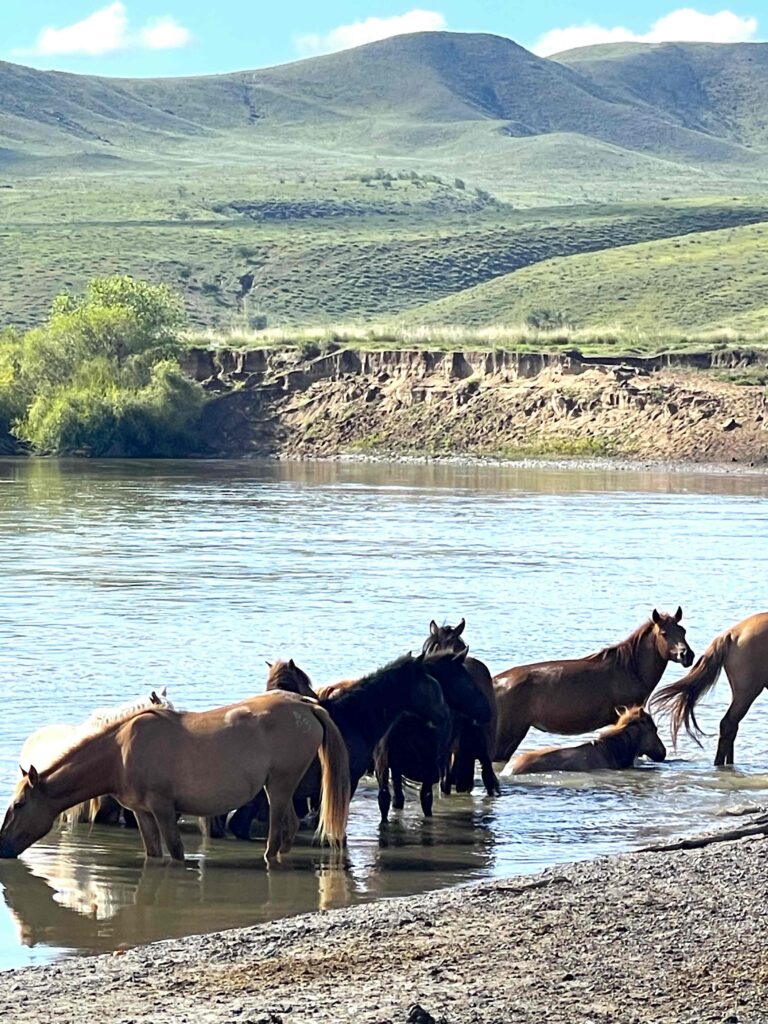 Mongoolse paarden