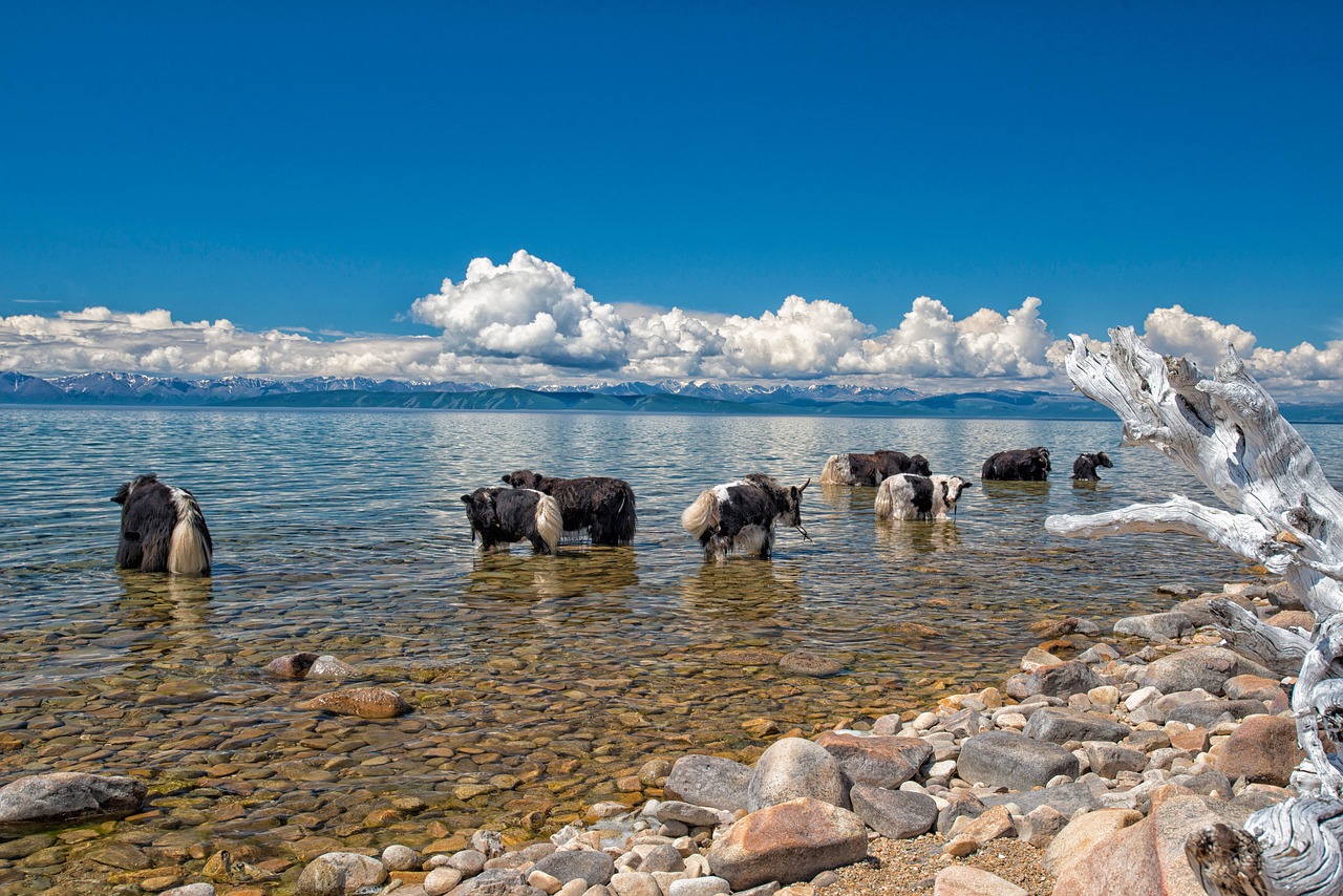 Yaks drinking clear water in Khuvsgul Lake