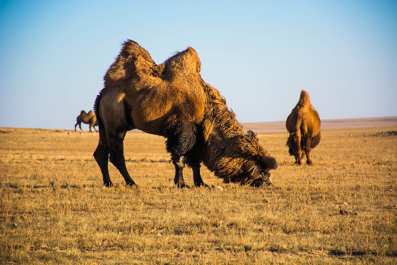 Mongolian camels in the plains of the Gobi Desert on 3 weeks Mongolia tour
