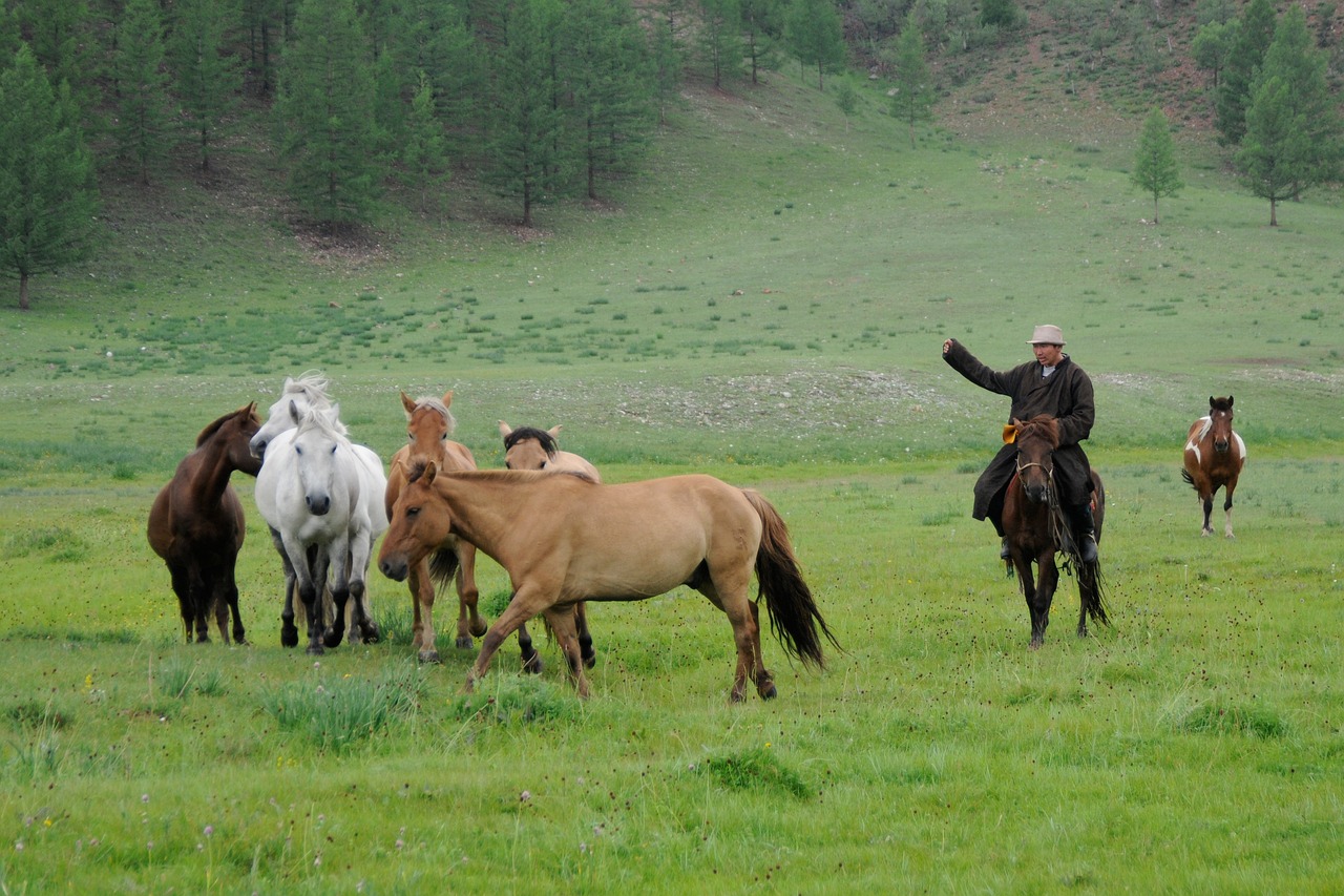 Ride a horse in the provinces of horses Bulgan in the lush nature on the 3 weeks Mongolia tour