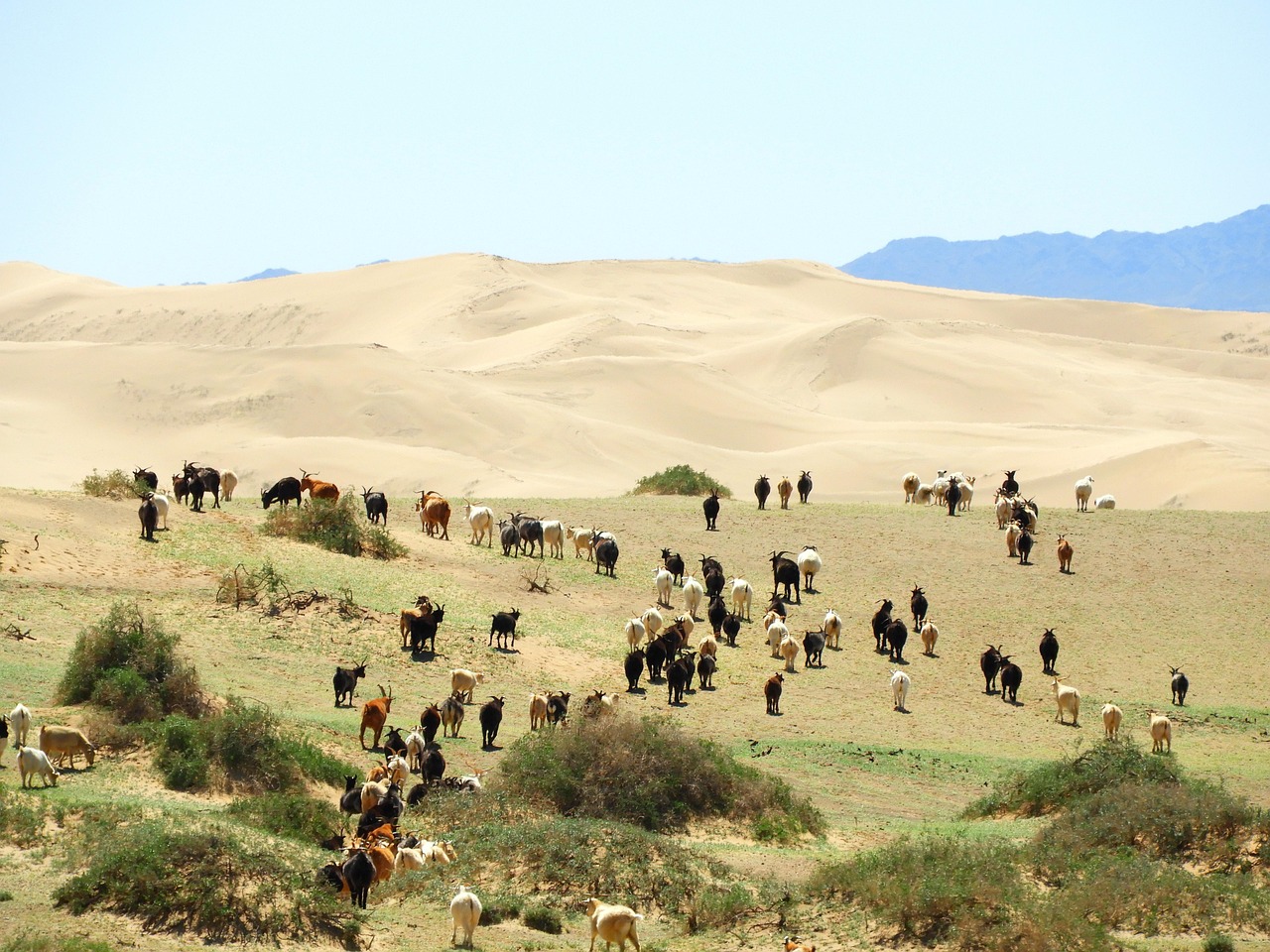 Altan Els Northern Sand Dunes in Mongolia on 3 weeks Mongolia tour