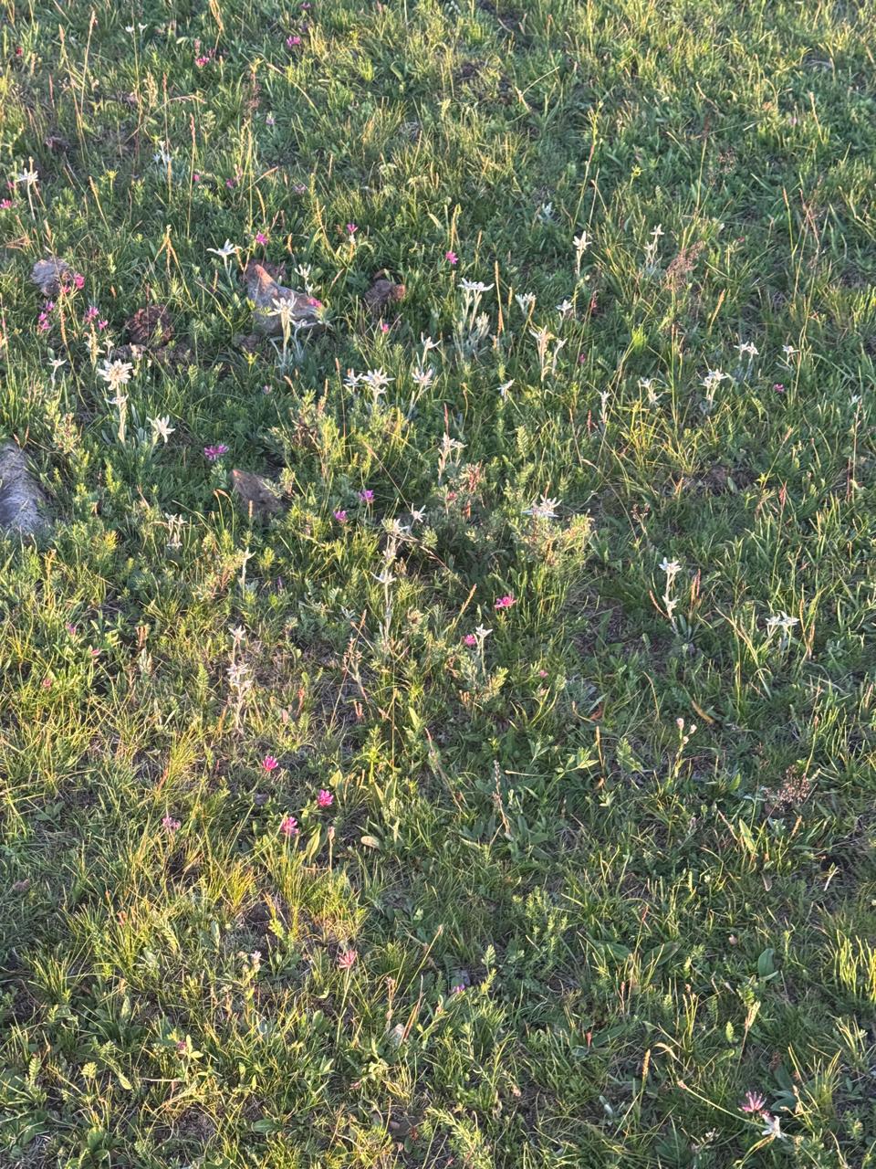 Edelweiss in Mongolia